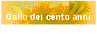 Il Gallo dei cento anni